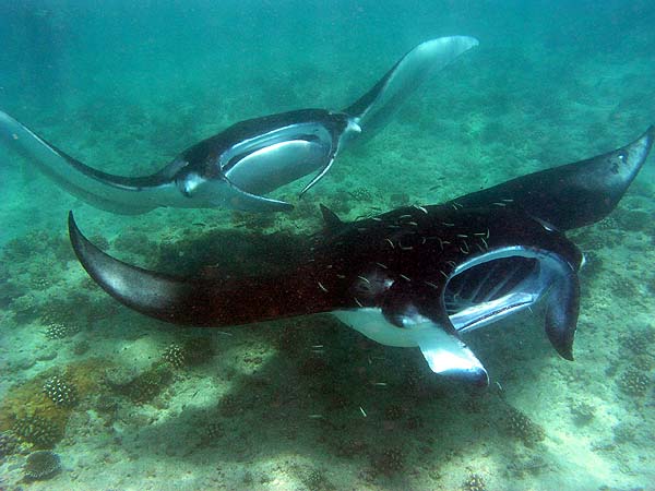 Manta Point Bodu Hithi Thila 2010