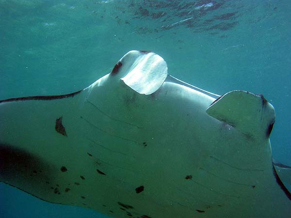 Manta Point Bodu Hithi Thila 2010