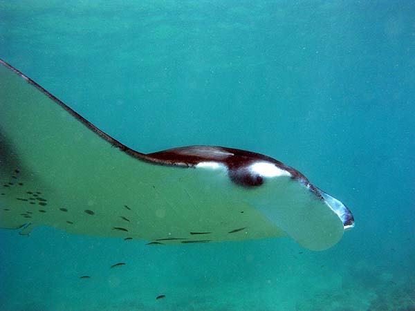 Manta Point Bodu Hithi Thila 2010