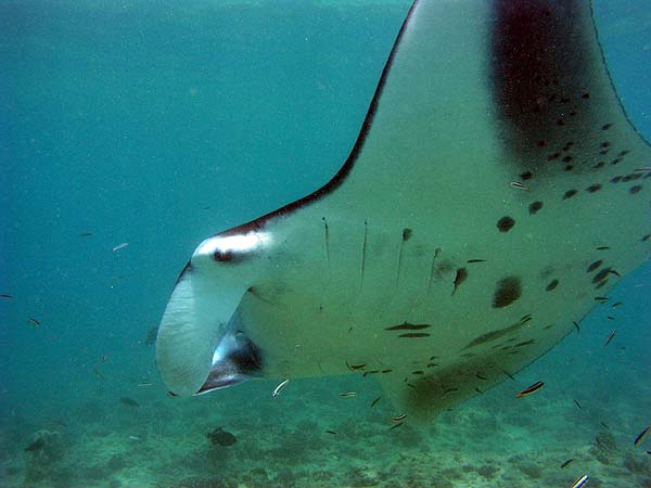 Manta Point Bodu Hithi Thila 2010
