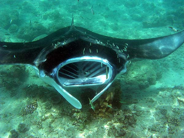 Manta Point Bodu Hithi Thila 2010