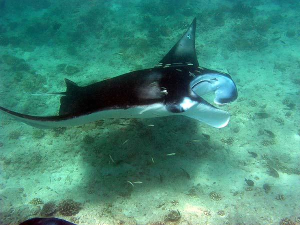Manta Point Bodu Hithi Thila 2010