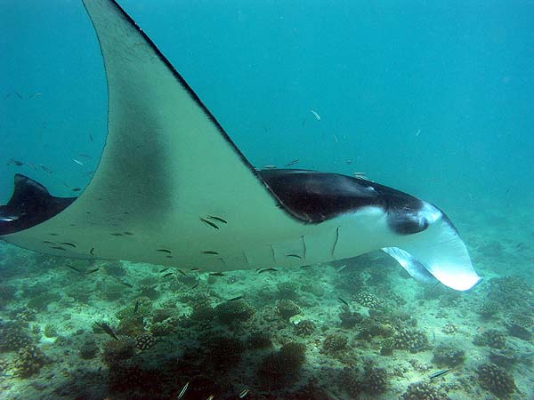 Manta Point Bodu Hithi Thila 2010