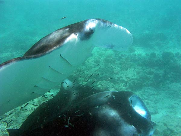 Manta Point Bodu Hithi Thila 2010