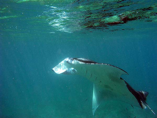 Manta Point Bodu Hithi Thila 2010