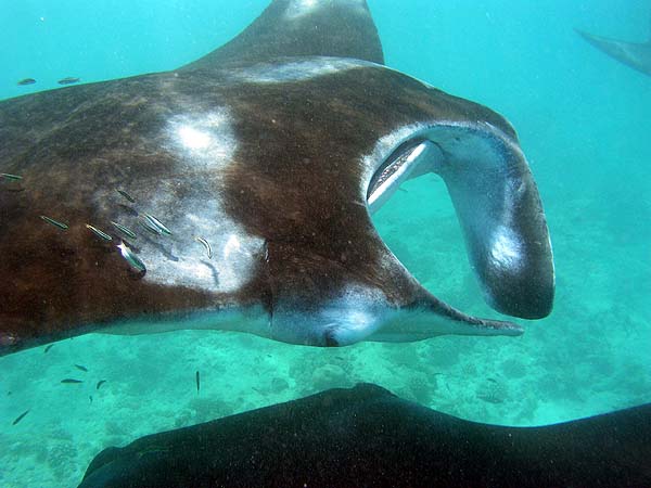 Manta Point Bodu Hithi Thila 2010