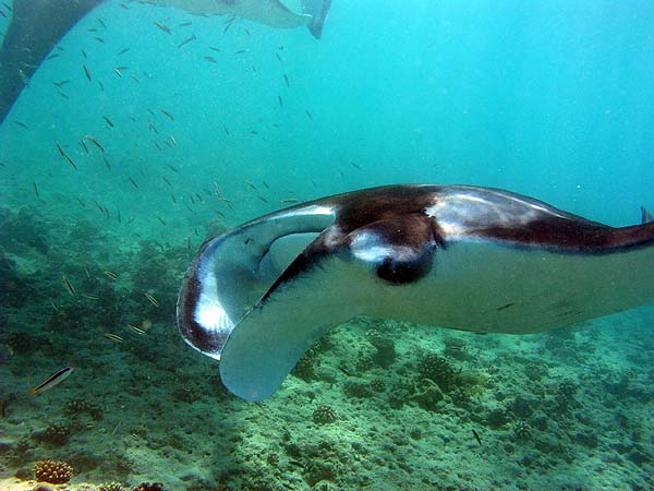 Manta Point Bodu Hithi Thila 2010