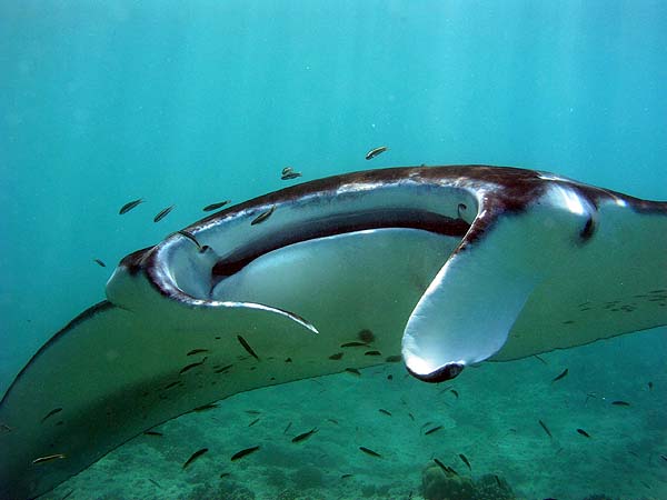 Manta Point Bodu Hithi Thila 2010