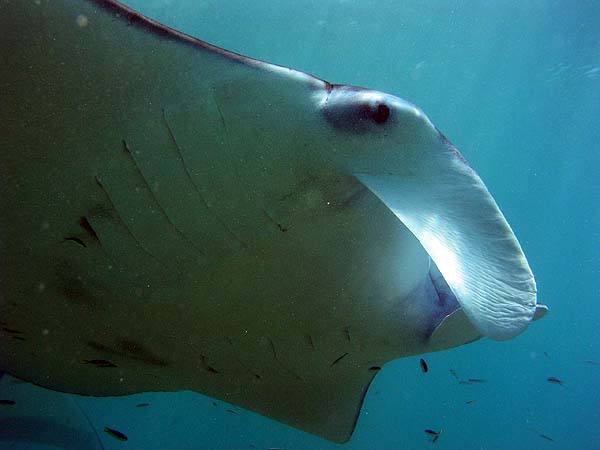 Manta Point Bodu Hithi Thila 2010