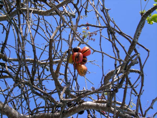 Club Paradise, Dimakya