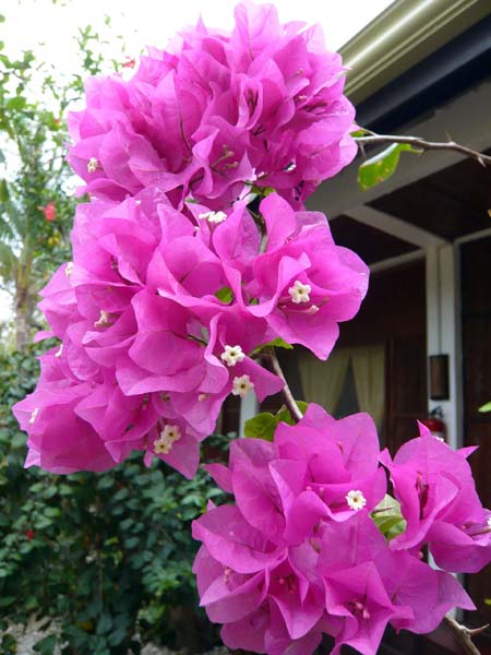 Club Paradise, Dimakya