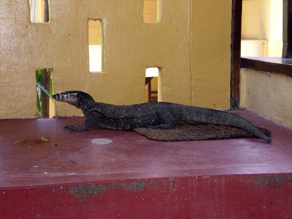 Club Paradise, Dimakya