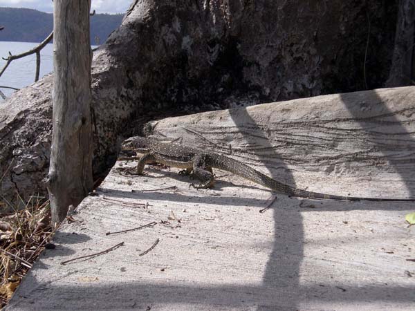 Club Paradise, Dimakya