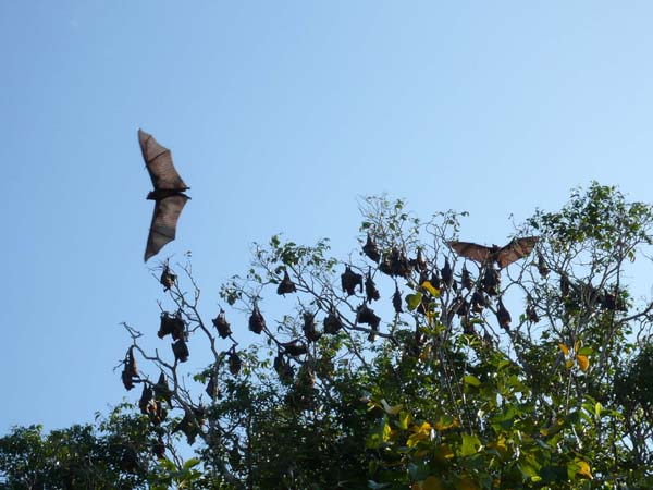 Club Paradise, Dimakya