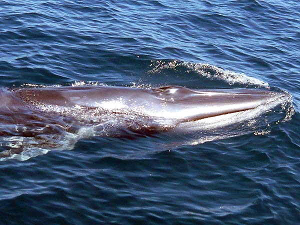 Club Paradise, Dimakya