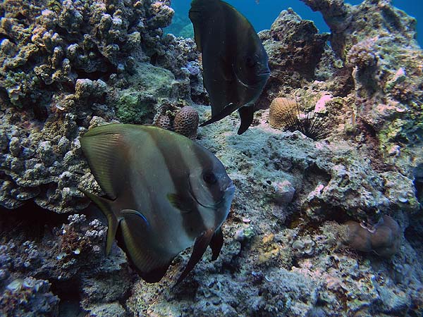 Unterwasserwelt, Dimakya