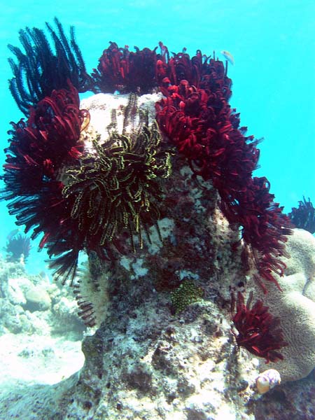 Unterwasserwelt, Dimakya