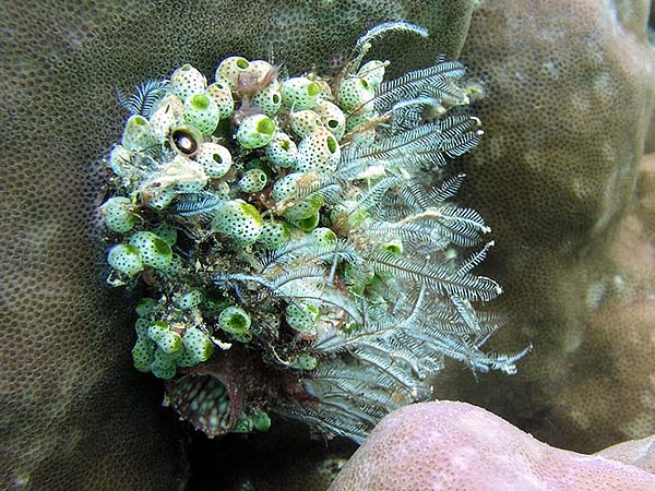 Unterwasserwelt, Dimakya