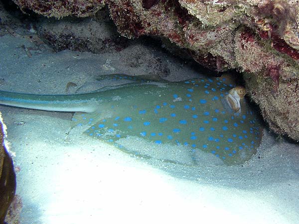 Unterwasserwelt, Dimakya