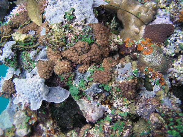 Unterwasserwelt, Dimakya