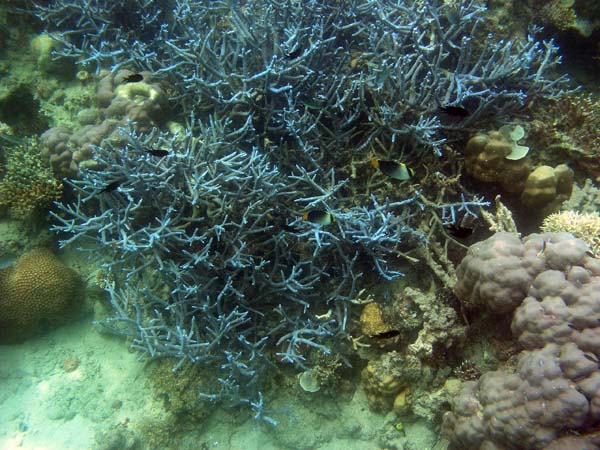 Unterwasserwelt, Dimakya