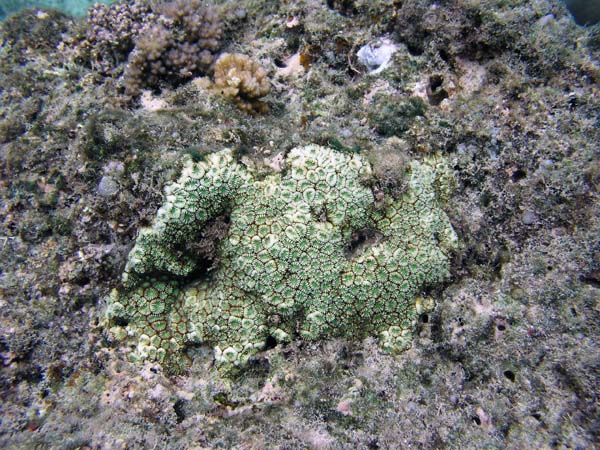 Unterwasserwelt, Dimakya