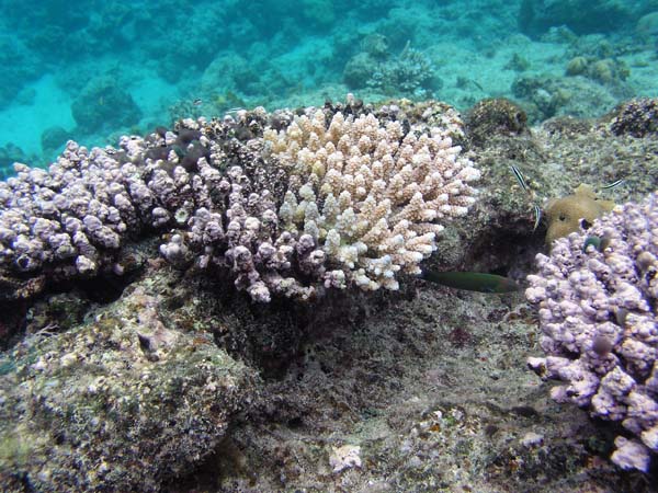 Unterwasserwelt, Dimakya