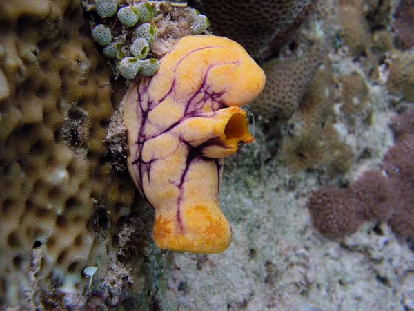 Unterwasserwelt, Dimakya