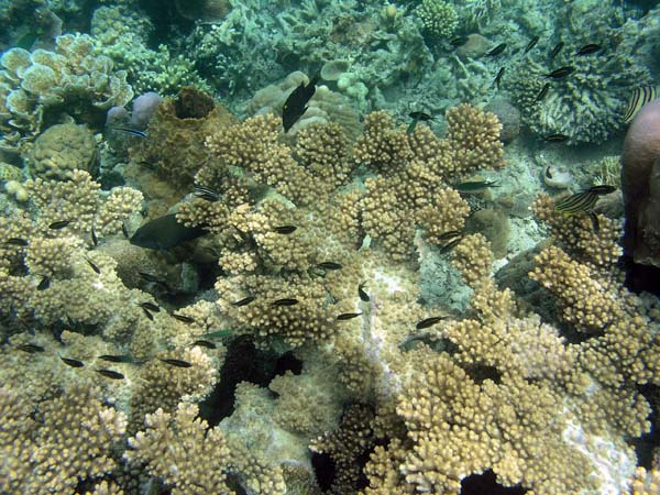 Unterwasserwelt, Dimakya