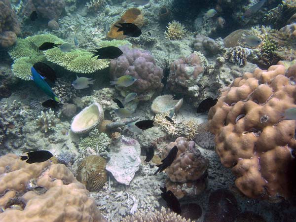 Unterwasserwelt, Dimakya