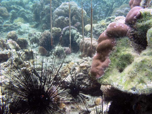 Unterwasserwelt, Dimakya