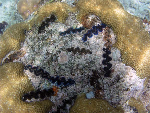 Unterwasserwelt, Dimakya