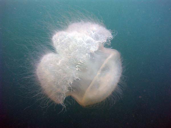 Unterwasserwelt, Dimakya