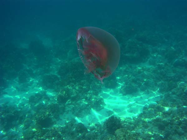 Unterwasserwelt, Dimakya