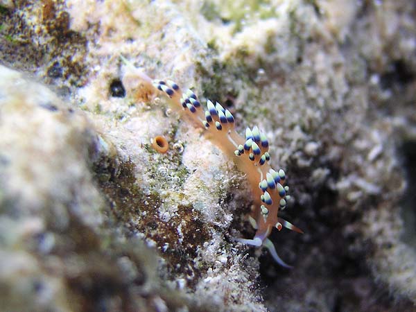 Unterwasserwelt, Dimakya