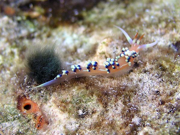 Unterwasserwelt, Dimakya