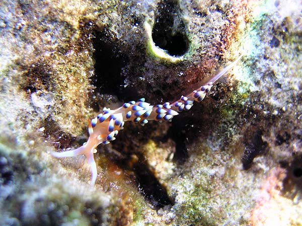 Unterwasserwelt, Dimakya