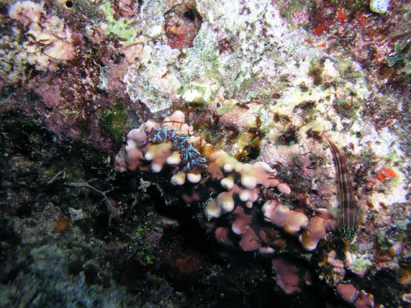 Unterwasserwelt, Dimakya