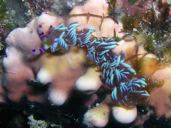 Unterwasserwelt, Dimakya