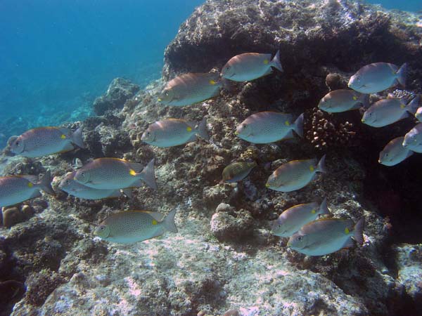 Unterwasserwelt, Dimakya