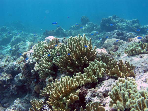 Unterwasserwelt, Dimakya
