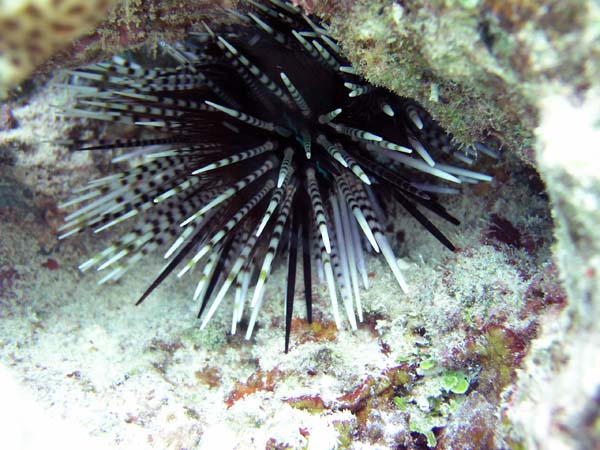 Unterwasserwelt, Dimakya