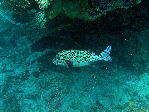 Unterwasserwelt, Dimakya