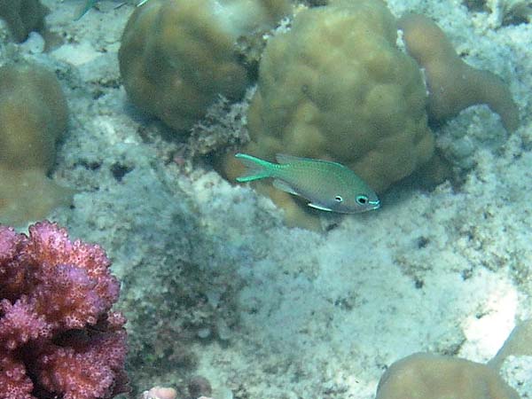 Unterwasserwelt, Dimakya