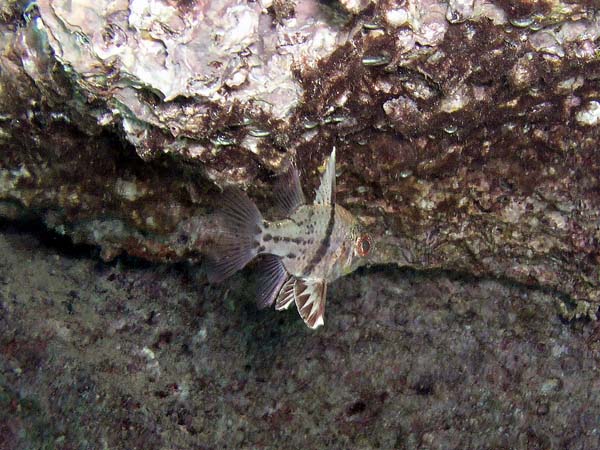 Unterwasserwelt, Dimakya