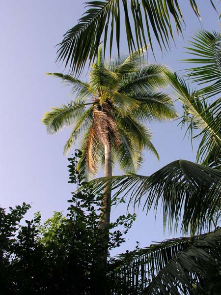 Inselaufnahmen Reethi Beach