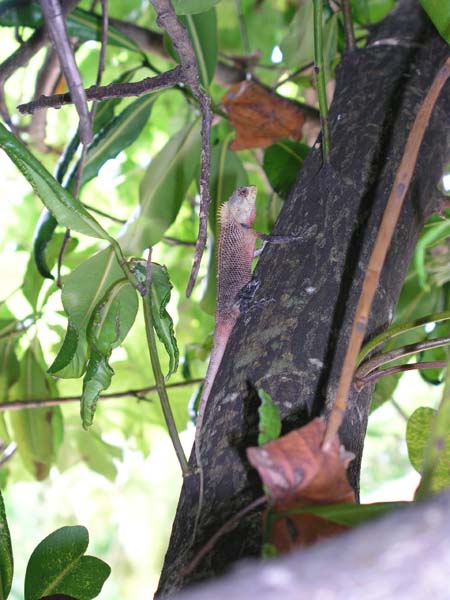 Inselaufnahmen Reethi Beach