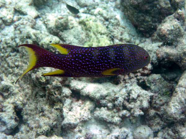 Unterwasserwelt Reethi Beach