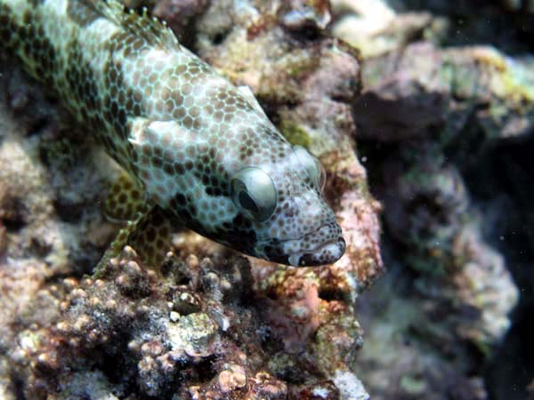 Unterwasserwelt Reethi Beach