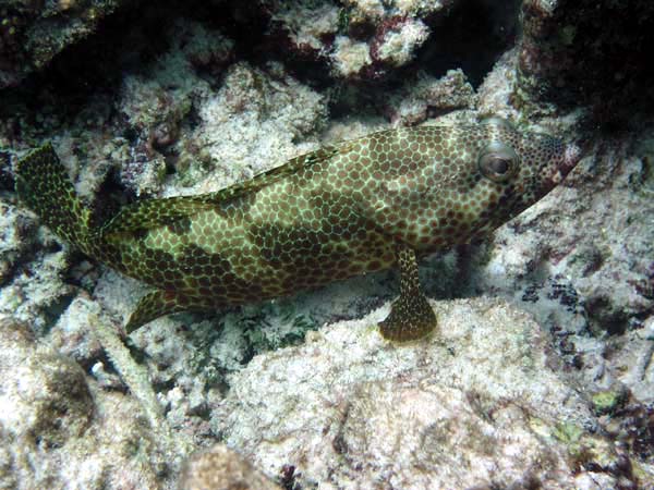 Unterwasserwelt Reethi Beach